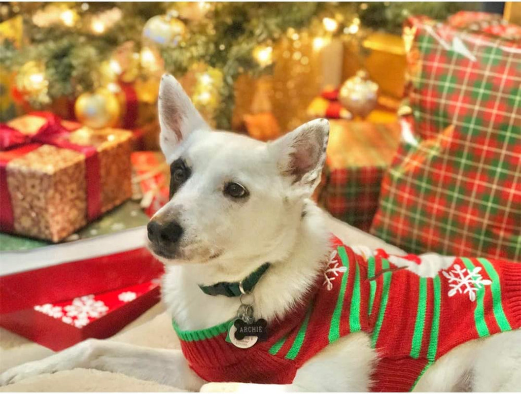 Snowmen and Paws: The Ultimate Pooch and Kitten Holiday Sweater Extravaganza! (Snowman style for the XXL cuties)